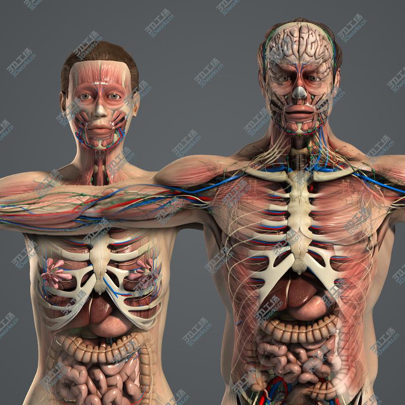 images/goods_img/20210113/Male and Female Anatomy Complete Pack (Textured)/2.jpg